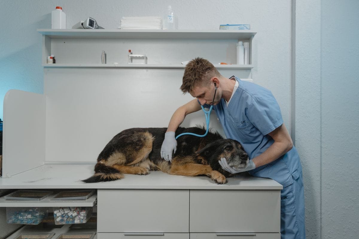 Vétérinaire en blouse auscultant un chien au stéthoscope dans une salle de consultation, illustrant l'activité d'une clinique vétérinaire.
